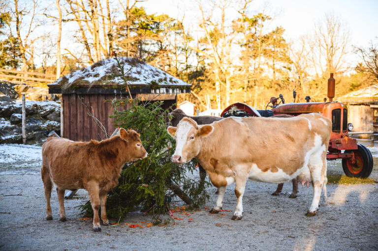 Tre kuer står ved et lite juletre om vinteren.
